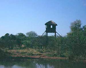 Lookout tower. An incredible game ranch. A fully-fenced private game farm on the
Springbok Flats in the Northern Province of South Africa.  
This area is within two hours' drive from Johannesburg 
International Airport. The farm is located 45km north of 
Marble Hall, the nearest town where all necessary facilities 
are available.  With the extraordinary benefit of the farm 
housing three different types of vegetation, it is well-suited 
for game farming. Wildlife species on the property includes impala, kudu, eland, red hartebeest, blue wildebeest, 
zebra, waterbuck, ostrich, giraffe, gemsbok (oryx), 
blesbok and warthog. Smaller species such as duiker, 
steenbok, jackal, lynx, aardvark and aardwolf are also 
present. Over 120 bird species have been identified, including several breeding pairs of vulture. Luxury cottages in true bushveld
    surroundings, a central lapa, swimming pool, chalet, lookout towers at waterholes, boreholes, game fence, landing strip. Wildlife farm/ranch/reserve for sale